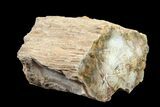 Petrified Wood (Araucaria) Limb - Madagascar #158121-2